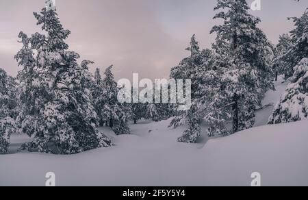 Scène d'hiver brumeuse avec des pins couverts de neige au coucher du soleil, dans la Sierra de Guadarrama, Madrid, Espagne Banque D'Images