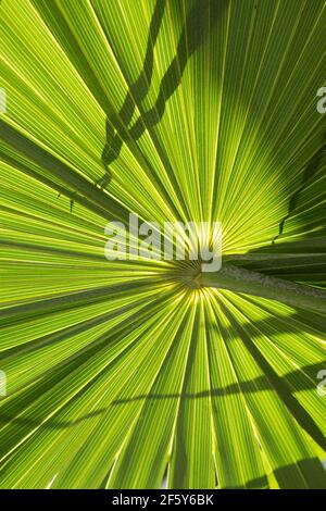 Vue en gros plan verticale du palmier Banque D'Images
