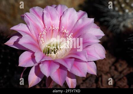 Rebutia steinbachii, appelée cactus de la couronne de Steinbach, est une espèce de cactus du genre Rebutia, originaire de Bolivie. Banque D'Images
