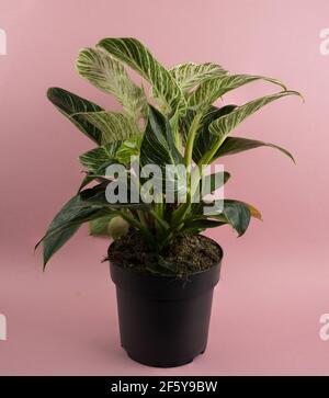 blanc de philodendron mesure dans un pot avec fond rose Banque D'Images