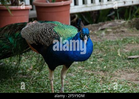 Bridgetown, Barbade - 21 2021 mars : un grand paon mâle - Peafhibou indien - des jambes de force autour de la pelouse d'un hôtel local lors d'une journée de débordement. Banque D'Images