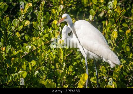 Un grand Egret perche dans les arbres du côté de l'eau à Shark Valley dans le parc national des Everglades en Floride. Banque D'Images