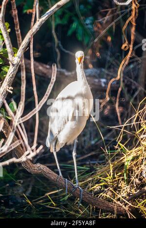 Un grand Egret perche dans les arbres du côté de l'eau à Shark Valley dans le parc national des Everglades en Floride. Banque D'Images