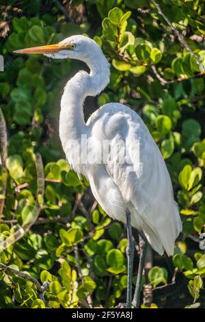 Un grand Egret perche dans les arbres du côté de l'eau à Shark Valley dans le parc national des Everglades en Floride. Banque D'Images