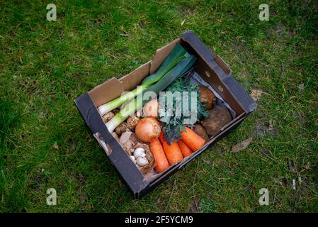 Boîte en carton remplie de délicieux légumes sains assis sur la pelouse. Banque D'Images