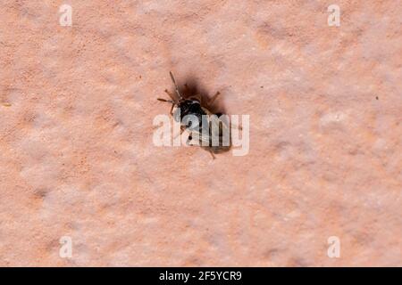 Insecte adulte de la famille des Geocoridae Banque D'Images