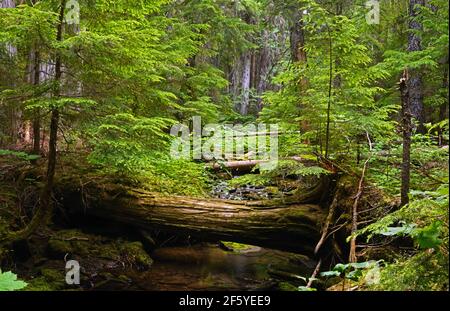 Forêt ancienne et ruisseau à French Creek Cedars. Forêt nationale de Kootenai dans les montagnes Purcell, dans le nord-ouest du Montana. (Photo de Randy Beacham) Banque D'Images