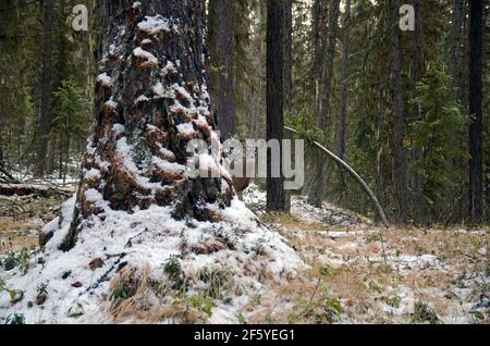 Un jeune buck à queue blanche dans une ancienne forêt de mélèze de l'Ouest et de conifères mixtes. Vallée de Yaak, Montana. (Photo de Randy Beacham) Banque D'Images