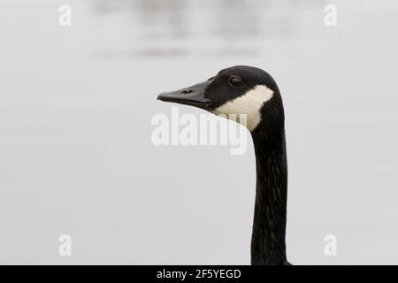 Portrait de la Bernache du Canada. Gros plan tête et cou sur fond gris. Photo humoristique qui ressemble à un cliché de tasse de profil. Banque D'Images