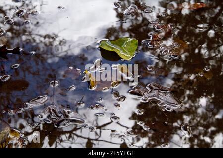 Gros plan d'une grande flaque d'eau de pluie avec des feuilles d'automne colorées flottant dans elle comme il reflète des arbres et un patch de nuages et ciel bleu Banque D'Images