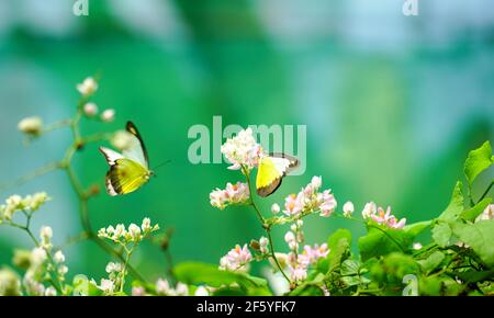 De beaux papillons jaunes en vol et des fleurs de super-réducteur roses en fleur avec des feuilles vertes. Concept d'arrière-plan de printemps et de nature. Copier l'espace. Banque D'Images