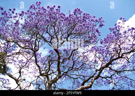 Jacaranda dans les Royal Botanic Gardens, Sydney, New South Wales, Australia Banque D'Images