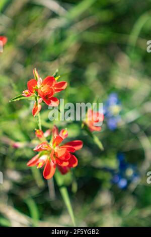 Red Indian Paintbrush fleurir dans le nord du Texas. Banque D'Images