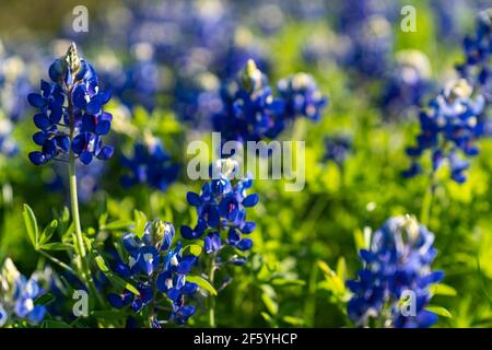 Bluebonnets fleuris le long de la route de campagne près d'Ennis, Texas. Banque D'Images