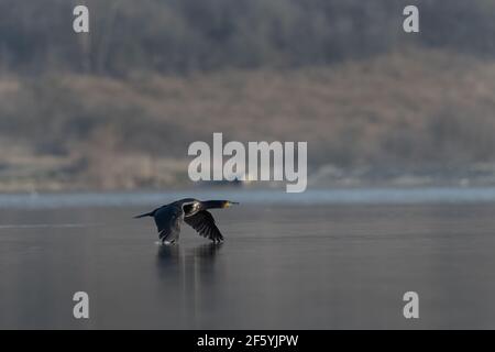 Grand cormoran (Phalacrocorax carbo) volant au-dessus du lac au printemps Banque D'Images