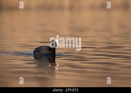 Cotot eurasien (Fulica atra) baignade sur le lac au printemps Banque D'Images