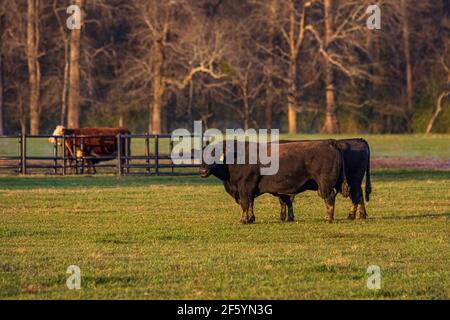 Taureau Angus debout à côté d'une vache Angus avec une vache et un veau d'Hereford pollés en arrière-plan dans un pâturage de mars en fin d'après-midi sous le soleil. Banque D'Images