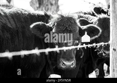 Image monochrome d'une génisse Angus regardant derrière elle la caméra à travers une clôture barbelée avec le soleil derrière elle. Banque D'Images