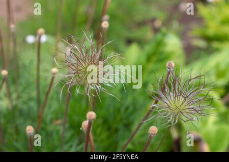 Maturation des graines dans la plante de Pasque Flower ou Pulsatilla vulgaris après floraison Banque D'Images