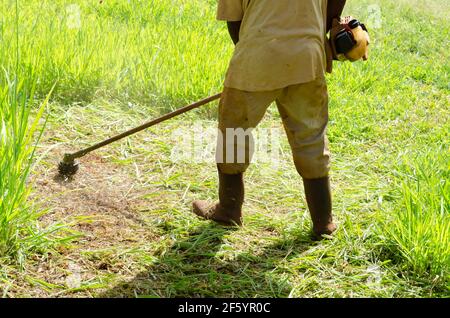 Coupe de l'herbe avec le massicot Weed Banque D'Images