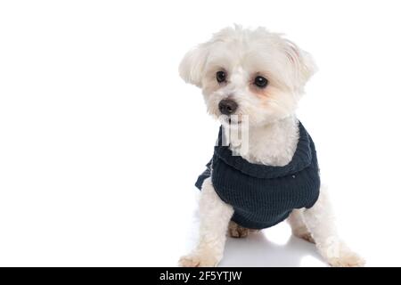 chien doux de bichon regardant loin, portant un tissu d'hiver et de s'allonger sur fond blanc Banque D'Images