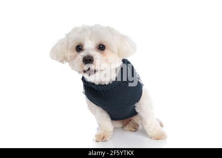 magnifique chien bichon choqué et regardant loin contre le blanc arrière-plan Banque D'Images