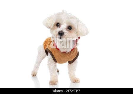 petit chien bichon portant un tissu brun, regardant loin et se tenant sur fond blanc Banque D'Images