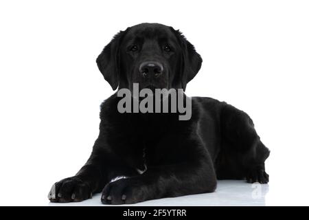 adorable labrador retriever chien regardant l'appareil photo et couché vers le bas sur fond blanc Banque D'Images
