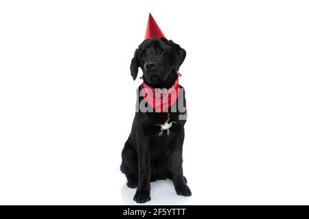 mignon labrador retriever chien se sentant ennuyé lors de sa fête d'anniversaire, portant un chapeau et bandana Banque D'Images