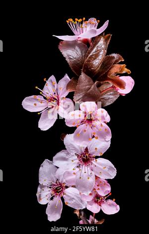 Vue détaillée d'une branche de la prune avec fleurs, bourgeons et feuilles isolés sur le noir Banque D'Images