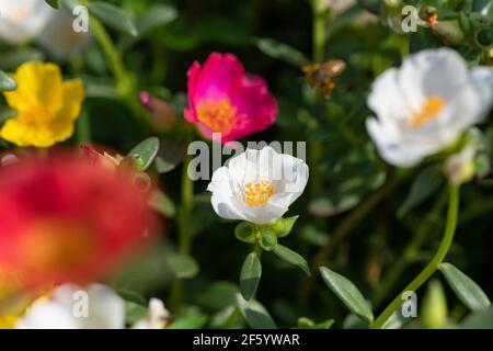 Abeille dans la fleur de Portulaca grandiflora transportant des pollens d'un fleurir à l'autre et recueillir le miel Banque D'Images