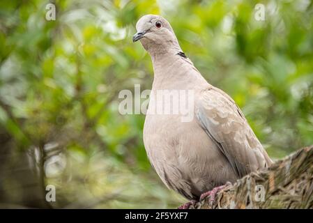 La colombe à col eurasien (Streptopelia decaocto) à Saint Augustine, Floride. (ÉTATS-UNIS) Banque D'Images
