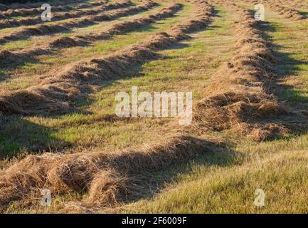 Production de foin : herbage avec herbe râtelée et séchée Banque D'Images