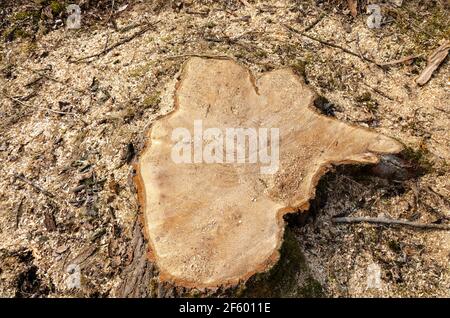 Un tronc d'arbre avec anneaux annuels. Texture en bois. Banque D'Images