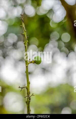 Faire pousser une petite mangue de près dans le jardin un arbre avec un arrière-plan bokeh doux Banque D'Images