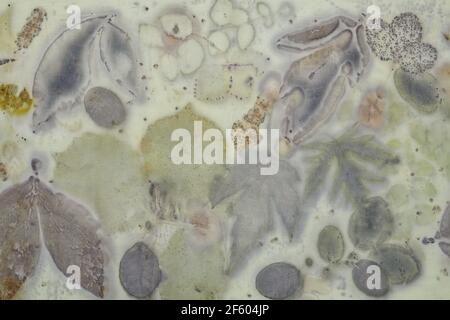 Fragment de tissu teint à la main à l'aide de la technique de l'éco-impression Banque D'Images