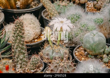 Fleurs de cactus, Gymnocalycium damsii avec fleur blanche est floraison sur pot, succulent, Cacti, Cactaceae, arbre, Plante tolérante à la sécheresse. Banque D'Images