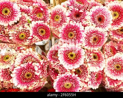 Gerberas de différentes variétés et couleurs, vue rapprochée Banque D'Images