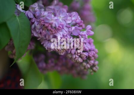 Belle fleur lilas printemps floraison . gros plan photo de haute qualité Banque D'Images