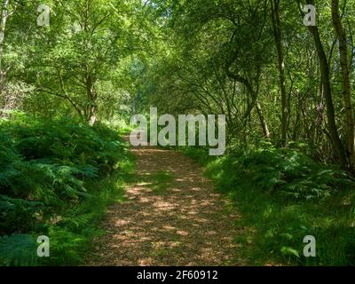 Un sentier à travers une zone boisée de la réserve naturelle nationale Shapwick Heath, qui fait partie des marais Avalon dans les niveaux Somerset, en Angleterre. Banque D'Images