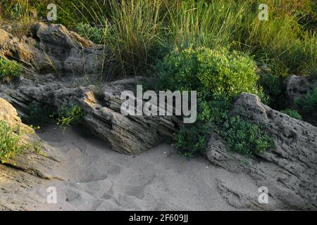 Plage d'été, Sozopol, Bulgarie. Végétation d'herbe verte ensoleillée qui pousse sur des rochers dans le sable au coucher du soleil Banque D'Images