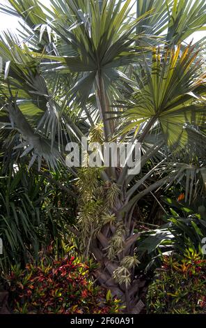 Bismarck Palm, Bismarckia nobilis, (originaire de Madagascar) dans un jardin australien privé, Queensland, Australie. Banque D'Images