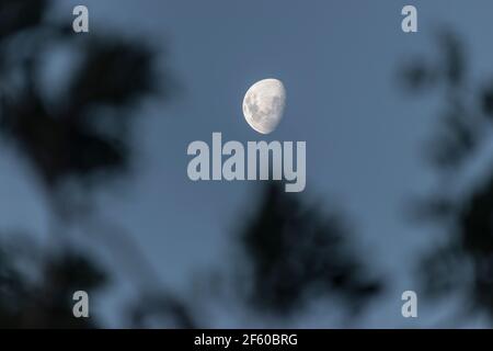 La lune de Gibbous s'estompe en début de soirée avec un arbre soufflant au premier plan. Ciel bleu-gris clair. Australie, le 24 mars 2021. Copier l'espace. Banque D'Images