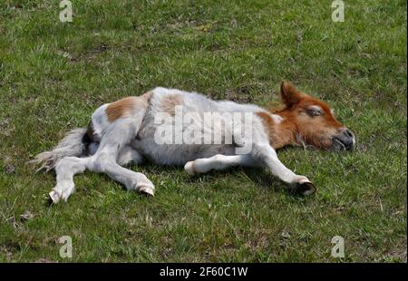 Shetland Pony Foal dormant sur l'herbe, New Forest, Hampshire, Angleterre Banque D'Images