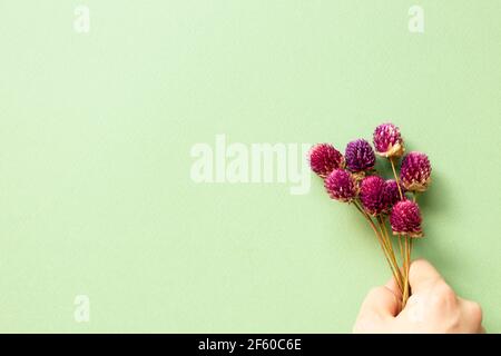 Globe-vert violet vert fleurs sèches sur fond vert. plan d'eau, vue de dessus, espace de copie Banque D'Images