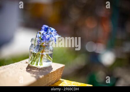 bouquets de fleurs du premier printemps gouttes de neige bleues dans un pot en verre au soleil. gros plan, mise au point créative et flou Banque D'Images