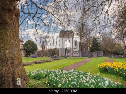 Les ruines antiques d'une abbaye dans les jardins municipaux. Il y a une grande arche encadrée par un arbre avec des jonquilles au premier plan. Banque D'Images