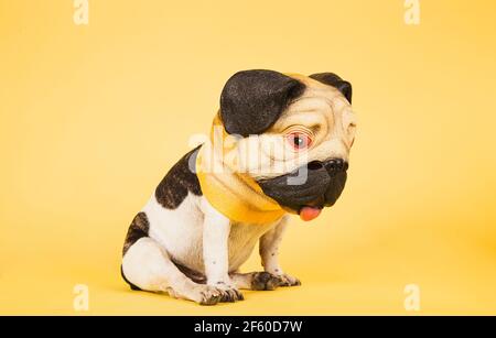Drôle de chien Bulldog porte un masque de pug. Carnaval ou Halloween. Studio tourné isolé sur fond jaune. Banque D'Images