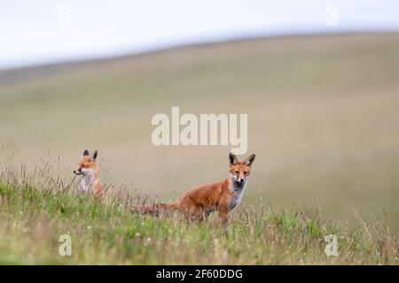 Renards rouges (Vulpes vulpes), parc national de Northumberland, Royaume-Uni, Banque D'Images
