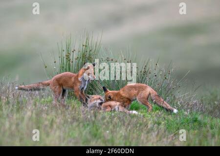 Jeunes renards rouges (Vulpes vulpes) jouant, parc national de Northumberland, Royaume-Uni, Banque D'Images